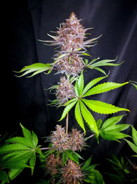 Purple Lemonade Fast Flowering