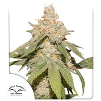 Auto SFV OG