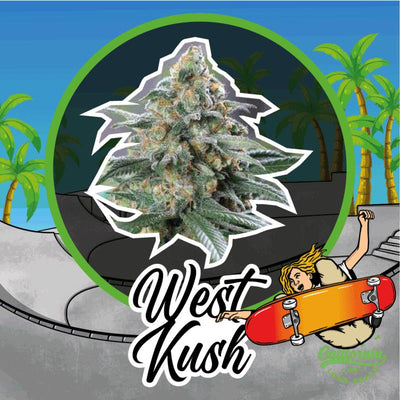 DELIRIUM SEEDS WEST KUSH 2UDS