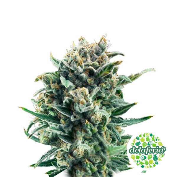 Blue Cheese