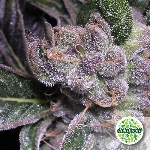 Blueberry