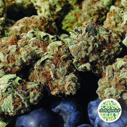 Blueberry