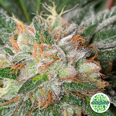 Bubba Kush Auto