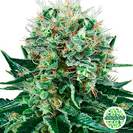 Bubble Kush