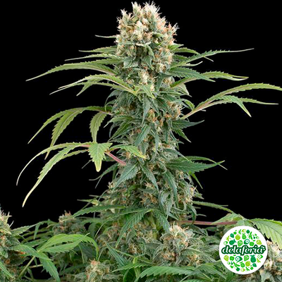 Blue Thai
