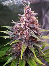 Purple Lemonade Fast Flowering