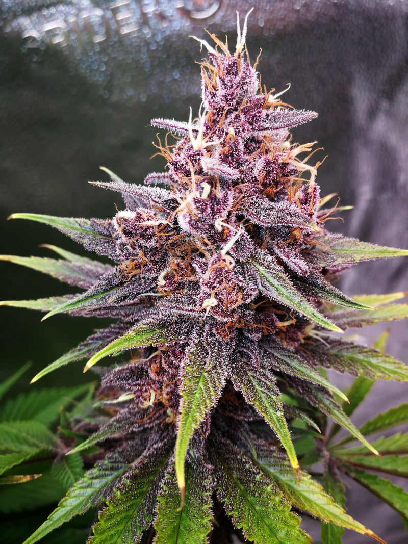 Purple Lemonade Fast Flowering