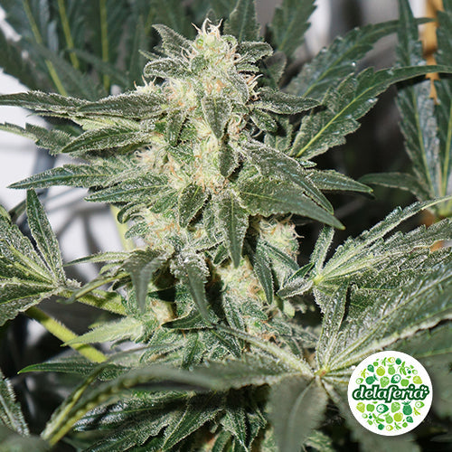 CBD Skunk Haze
