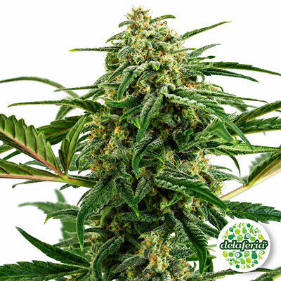 Critical Mas 2.0 Auto - Semilla autofloreciente de cannabis - Delaferia Chile