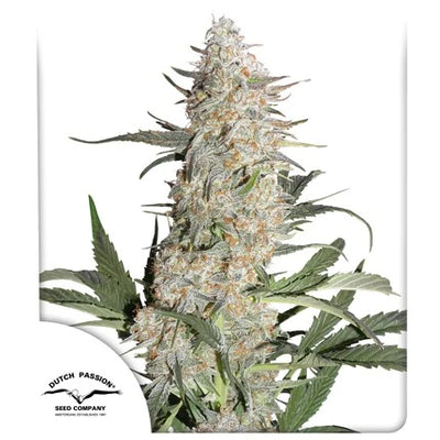 Critical Orange Punch