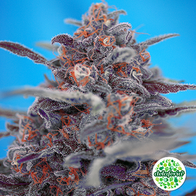 Devil Cream Auto