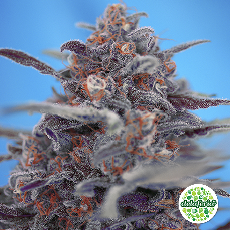 Devil Cream Auto