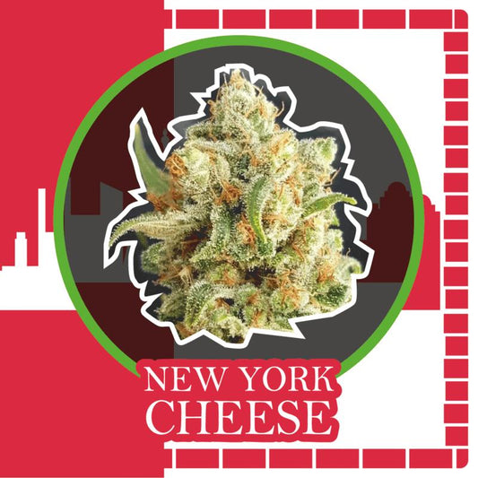 DELIRIUM SEEDS NEW YORK CHEESE AUTO 1UD