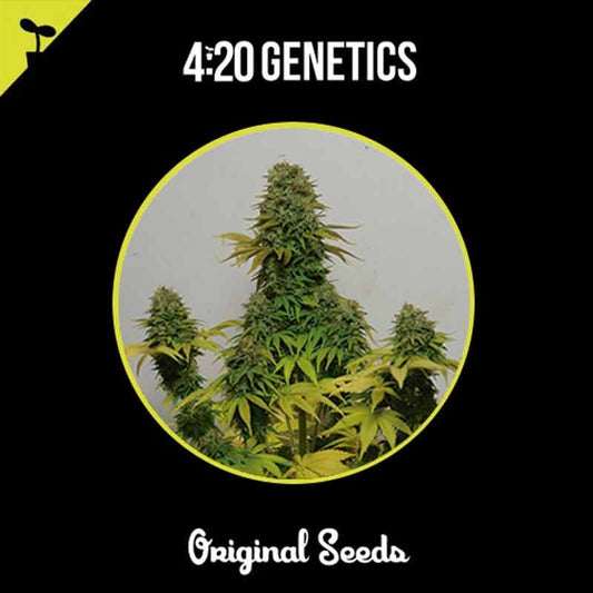 420 GENETICS LAVENDER 3UDS