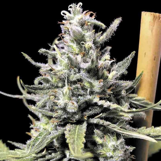 RKIEM SEEDS THUNDER AUTO 3UDS