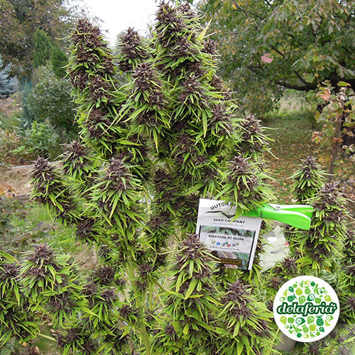 Frisian Dew