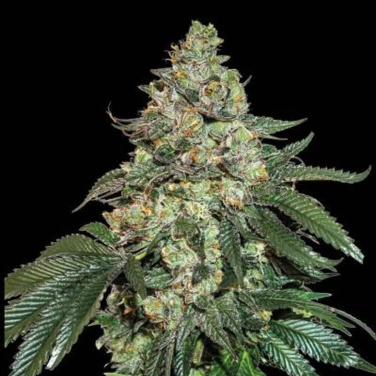 Girl Scout Cookies Auto (DS)