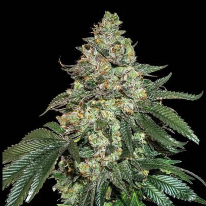 Girl Scout Cookies Auto (DS)