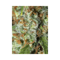 Jamaican Dream