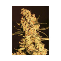 Jamaican Dream