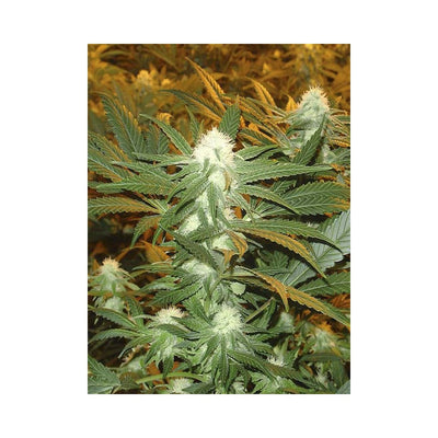 Jamaican Dream