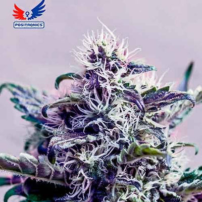 Kush Express (PST) 5 semillas