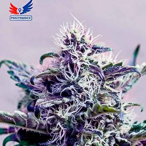 Kush Express (PST) 5 semillas