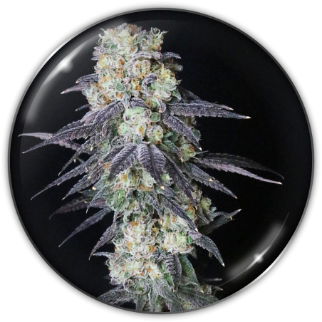 Mintzkittlez (MS) 3+2 Semillas