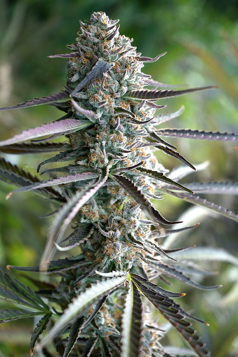 Pinneaple Chem Auto (DS)