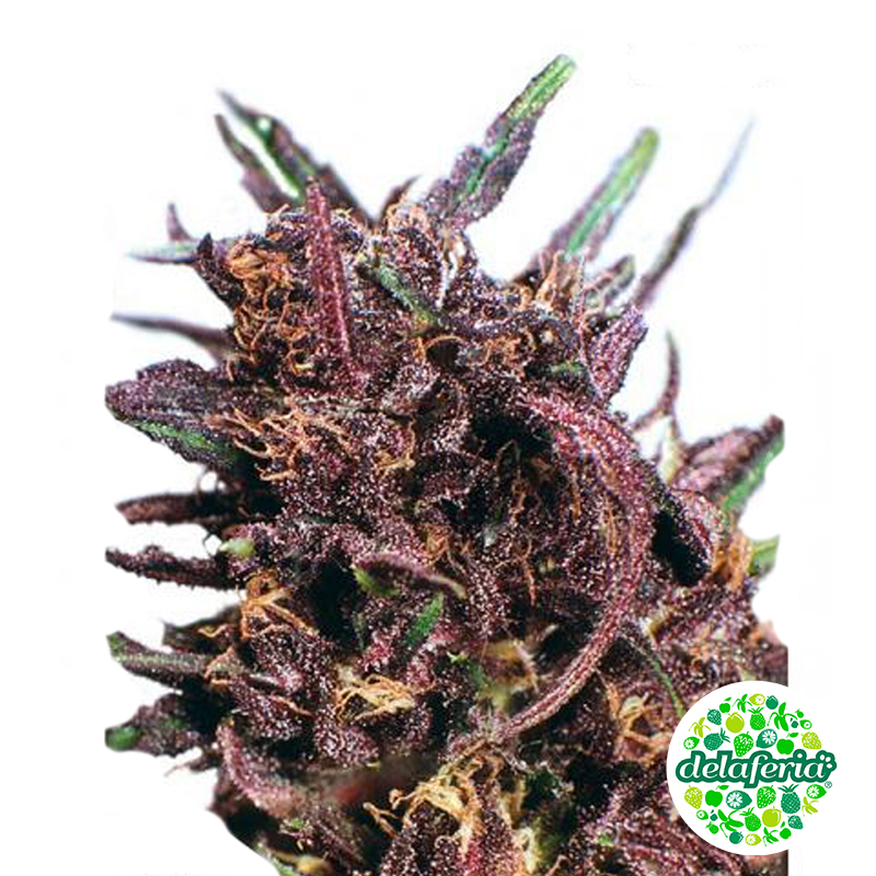 Purple #1 Regular No Feminizada