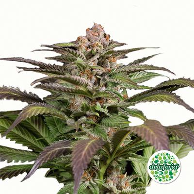 Purps #1