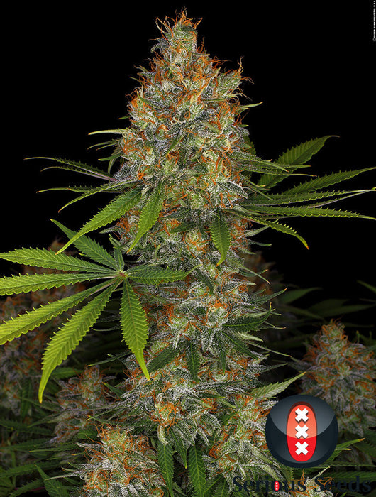 Strawberry AK Strain