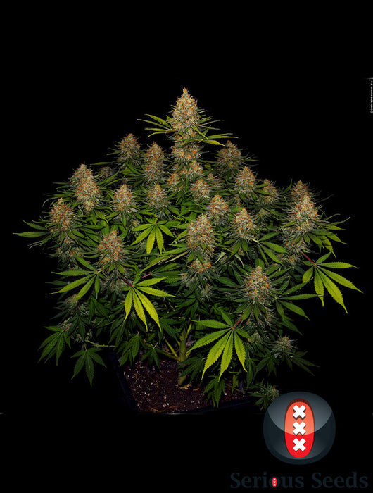 Strawberry AK Strain