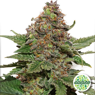 StrawBerry Cough