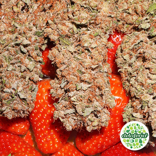 StrawBerry Cough – Growshop Delaferia Chile