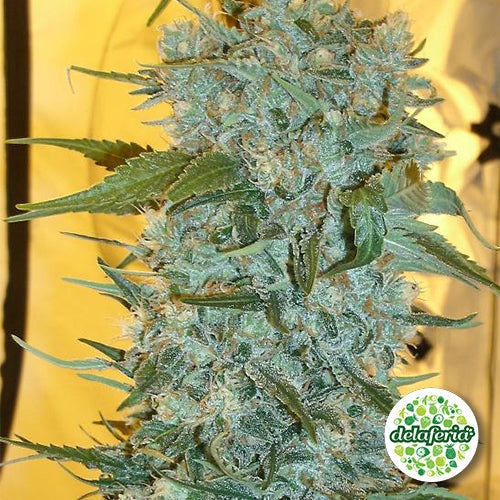 StrawBerry Cough – Growshop Delaferia Chile