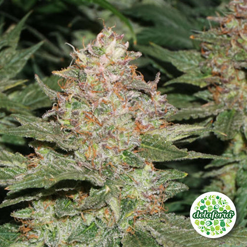 StrawBerry Cough – Growshop Delaferia Chile