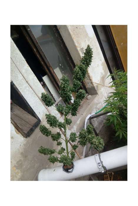 Super Skunk Auto