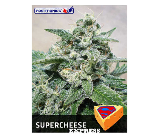 SuperCheese Express (PST) 5 semillas