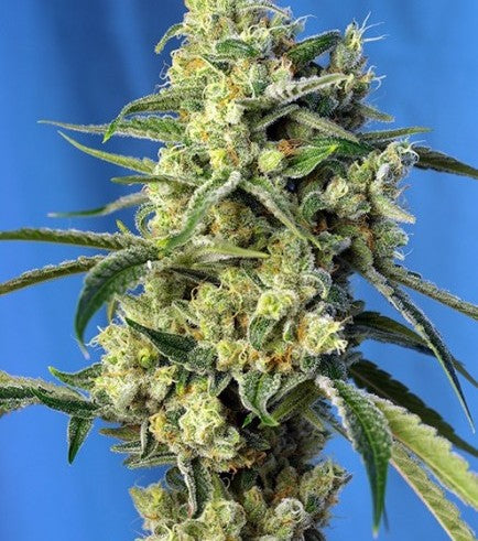 Sweet Amnesia Haze
