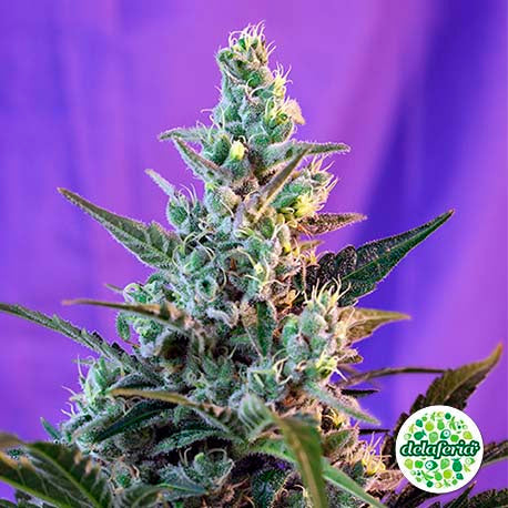 Sweet Skunk Auto