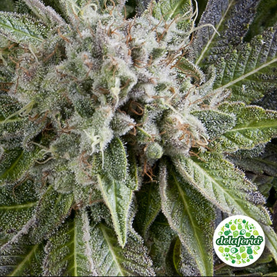Auto Blue Pyramid
