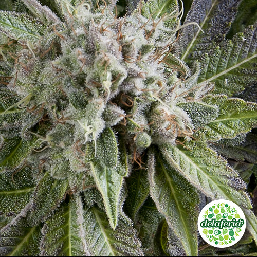 Auto Blue Pyramid