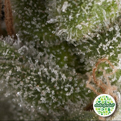 Auto Fresh Candy