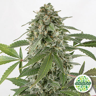 Auto White Widow