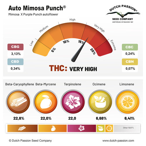 Auto Mimosa Punch