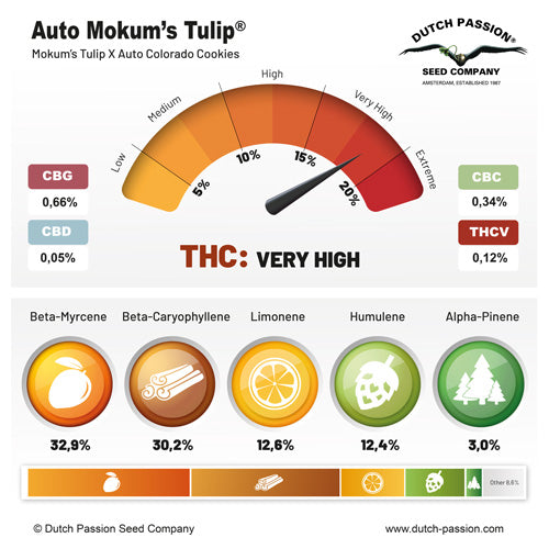 Auto Mokum's Tulip