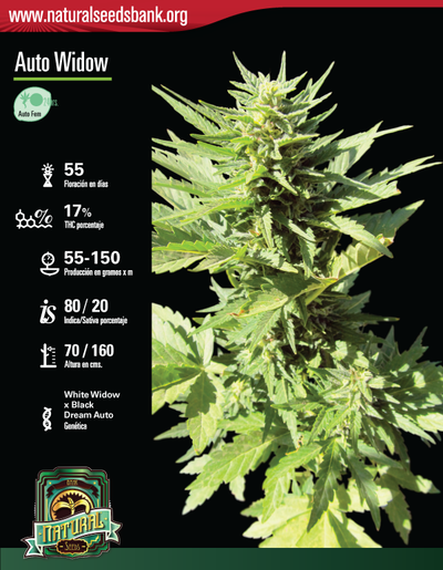 Auto Widow
