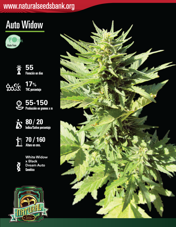 Auto Widow