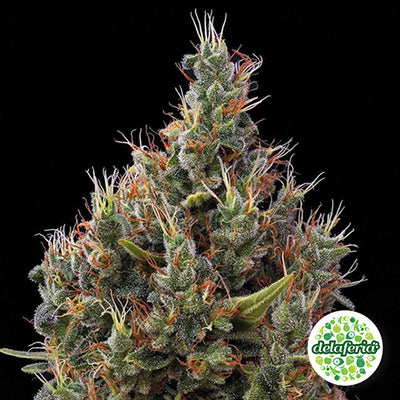 Auto Big Bang
